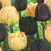 tulipe en melange brown sugar